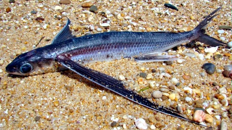 Exocoetus volitans_08